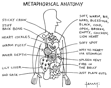 meta-anatomy